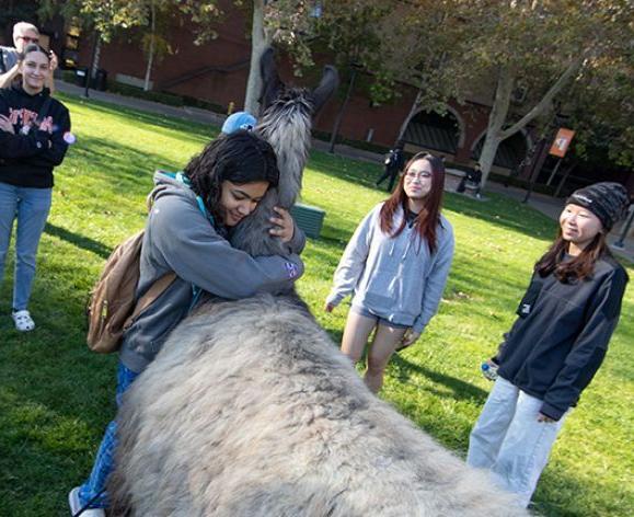 学生拥抱美洲驼，其他学生观看